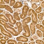 HN1 Antibody in Immunohistochemistry (Paraffin) (IHC (P))