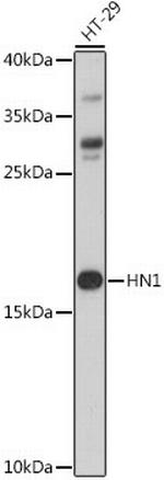 HN1 Antibody in Western Blot (WB)