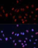 HNRNPU Polyclonal Antibody