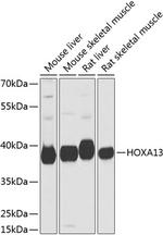 HOXA13 Polyclonal Antibody