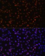 HTATSF1 Antibody in Immunocytochemistry (ICC/IF)