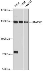 HTATSF1 Antibody in Western Blot (WB)