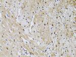 HUS1 Antibody in Immunohistochemistry (Paraffin) (IHC (P))