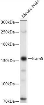 ICAM5 Polyclonal Antibody