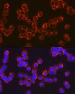 CD278 (ICOS) Polyclonal Antibody