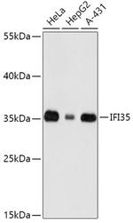 IFI35 Antibody in Western Blot (WB)