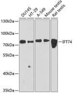CMG1 Polyclonal Antibody