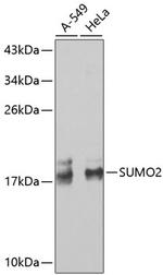 SUMO2 Antibody in Western Blot (WB)