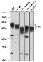 GP130 Antibody in Western Blot (WB)