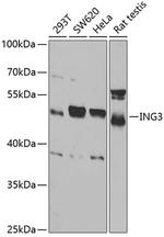ING3 Antibody in Western Blot (WB)