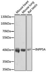 INPP5A Polyclonal Antibody