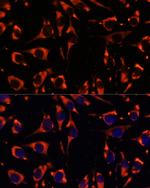 INPP5E Polyclonal Antibody