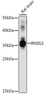 INSIG1 Polyclonal Antibody