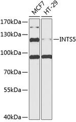 INTS5 Antibody in Western Blot (WB)