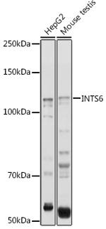INTS6 Polyclonal Antibody