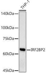 IRF2BP2 Antibody in Western Blot (WB)