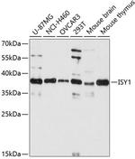 ISY1 Polyclonal Antibody