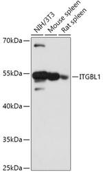 ITGBL1 Polyclonal Antibody