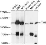 ITIH3 Polyclonal Antibody