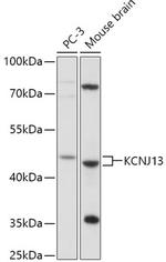 Kir7.1 Polyclonal Antibody