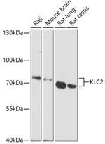 KLC2 Polyclonal Antibody