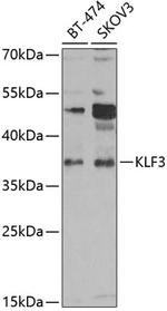 KLF3 Antibody in Western Blot (WB)