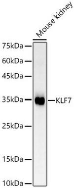 KLF7 Polyclonal Antibody