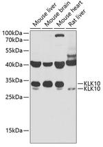 Kallikrein 10 Polyclonal Antibody