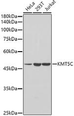 SUV420H2 Polyclonal Antibody