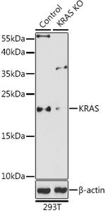 K-Ras Antibody in Western Blot (WB)