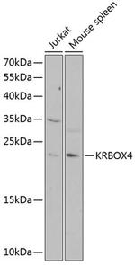 KRBOX4 Antibody in Western Blot (WB)