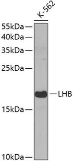 Luteinizing Hormone-beta Polyclonal Antibody