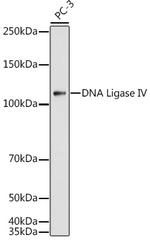 LIG4 Antibody in Western Blot (WB)