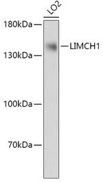 LIMCH1 Polyclonal Antibody