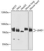 LIMD1 Antibody in Western Blot (WB)