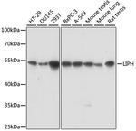 LIPH Polyclonal Antibody