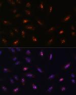 LLPH Antibody in Immunocytochemistry (ICC/IF)