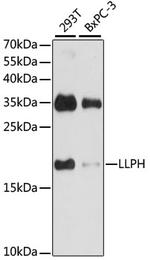 LLPH Antibody in Western Blot (WB)