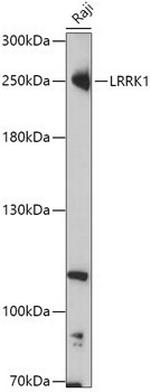 LRRK1 Polyclonal Antibody