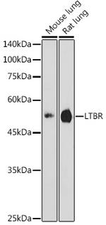LTBR Antibody in Western Blot (WB)