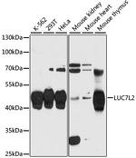 LUC7L2 Polyclonal Antibody