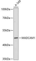 MAdCAM1 Antibody in Western Blot (WB)