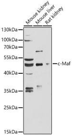 MAF Polyclonal Antibody