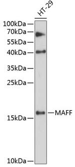 MAFF Polyclonal Antibody