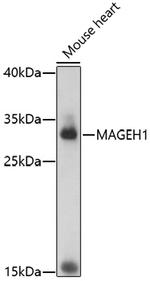 MAGEH1 Polyclonal Antibody