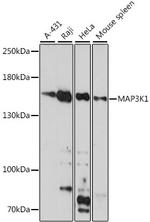 MEKK1 Antibody in Western Blot (WB)