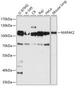 MAP4K2 Polyclonal Antibody