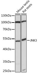JNK3 Polyclonal Antibody