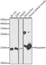 Myoglobin Antibody in Western Blot (WB)