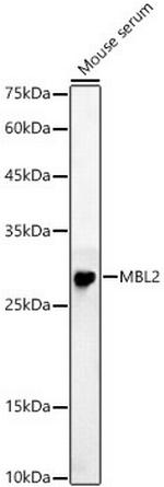 MBL2 Antibody in Western Blot (WB)